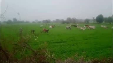 राहतगढ़: ग्राम रजौली में 400 साल पुरानी परंपरा कायम, सोमवती अमावस्या पर खेतों में मवेशियों को छोड़ा जाता है