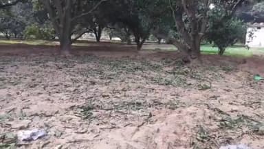 अमरोहा: अमरोहा की कांठ रोड पर भूमाफियाओं ने आम के हरे-भरे पेड़ों को काटा, वन विभाग बना अंजान, भूमाफियाओं ने प्रशासन को दी चुनौती