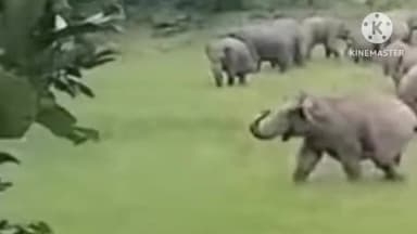 सोनाहातु: सोनाहातु में हाथियों के झुंड ने ग्रामीणों में डाली दहशत