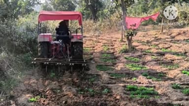 बुंडू: बुंडू और दशम फॉल थाना क्षेत्र में 27 एकड़ खेत में लगी अफीम की फसल को पुलिस ने किया नष्ट