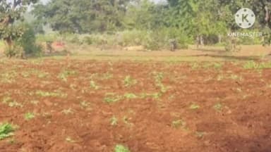 सोनाहातु: सोनाहातू थाना क्षेत्र में पुलिस ने ढाई एकड़ में लगी अफीम की फसल को किया नष्ट