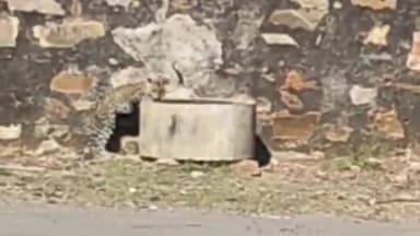 झुंझुनू: चिराना की पहाड़ियों में पैंथर का मूवमेंट, वाटर पॉइंट पर पानी पीते हुए दिखा, ग्रामीणों को देखकर वापस पहाड़ियों में भागा