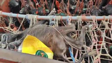 धनौरा: गजरौला में 2 विभिन्न स्थानों से बजरंग दल के पदाधिकारियों ने पशु लदे कैंटर को पकड़ा, 7 मांस कारोबारी पर मुकदमा हुआ दर्ज