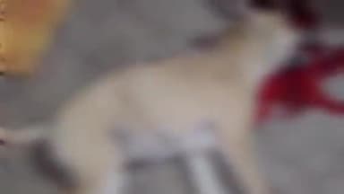 कानपुर: बाबूपुरवा में दबंग ने बेजुबान कुत्ते पर किया जानलेवा हमला, कार्रवाई का आदेश दिया गया