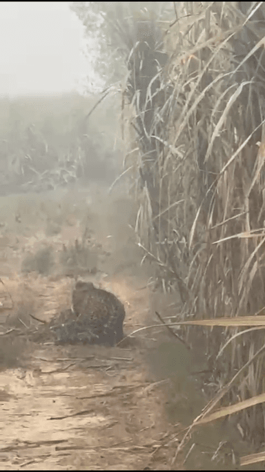 मेरठ: मेरठ के मुबारकपुर गांव में तेंदुए का रेस्क्यू, खेत में छिपा था, वन विभाग की टीम ने पकड़ा और मेडिकल के लिए भेजा