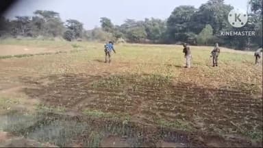 तमाड़ 1: बारनेया गांव में पुलिस ने 25 एकड़ अफीम की फसल को किया नष्ट