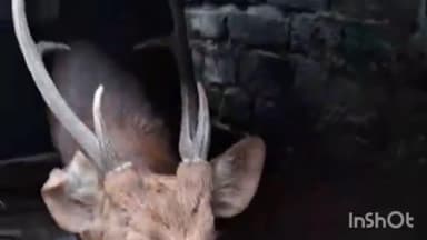 रामनगर: मीतपुर गांव में जंगल से भटककर पहुंचे बारहसिंघा की जान ग्रामीणों ने बचाई, वन रेंजर ने कहा सुरक्षित स्थान पर छोड़ा जाएगा