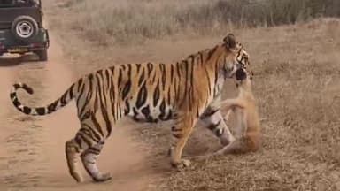 सिमरिया: पीटीआर में पर्यटकों ने देखा शानदार नजारा, बाघ पी-141 ने हिरण का शिकार किया, पर्यटकों के सामने से गुजरा