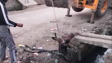 कोल: तुर्कमान गेट पर गहरे नाले में गिरकर घायल हुई गाय को टीम शिवाजी ने JCB से निकालकर कराया इलाज