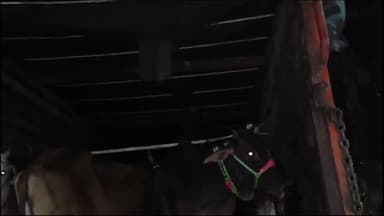 हथुआ: मीरगंज सबेया पिकेट से दरभंगा तस्करी के दौरान 19 मवेशी जब्त, पांच तस्कर गिरफ्तार