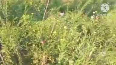 सिल्ली: अनगड़ा थाना क्षेत्र में तीन एकड़ में लगी अफीम की फसल नष्ट की गई