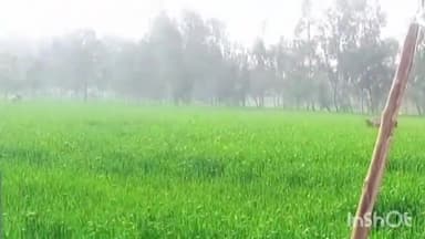 सिरोंज: आवारा मवेशियों से फसलों को नुकसान, ग्रामीणों ने अधिकारियों से की शिकायत