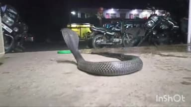 सिरोंज: पामा खेड़ी रोड पर मकान से सर्प मित्र परवेज ने जहरीले कोबरा सर्प को किया रेस्क्यू, सुरक्षित जंगल में छोड़ा