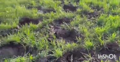 धामपुर: अफजलगढ क्षेत्र के गांव मुरलीवाला के जंगल में हाथियों द्वारा फसलों को बर्बाद करने पर किसानों ने मुआवजे की मांग की