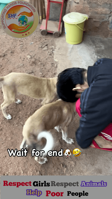 My cute friend chor he 🤣 

Respect Girls help poor help animals 

#apsgurjar #puppy #doglover