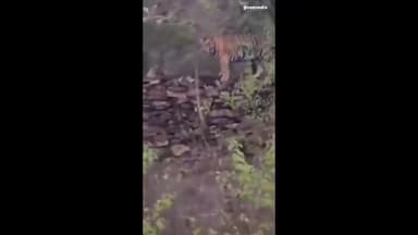 अमानगंज: पन्ना-अमानगंज मुख्य सड़क मार्ग पर घायल बेल और टाइगर का हुआ आमना-सामना, वीडियो हुआ वायरल