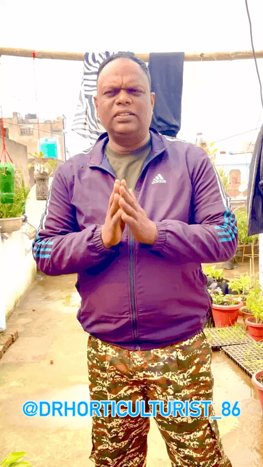 गमले मे शिमलामिर्च 
@Horticulturist