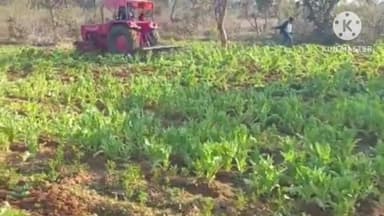 अनगड़ा: रांची के पुलिस अधीक्षक ग्रामीण के निर्देशन में अनगड़ा में 6 एकड़ में लगी अवैध अफीम की खेती नष्ट