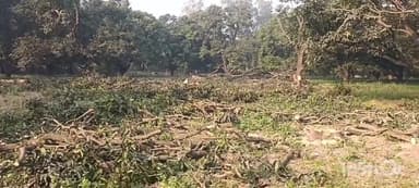 धामपुर: नहटौर के मिलक रोड पर बिना अनुमति आम के हरे-भरे पेड़ काटने के मामले में वन विभाग ने की कार्रवाई