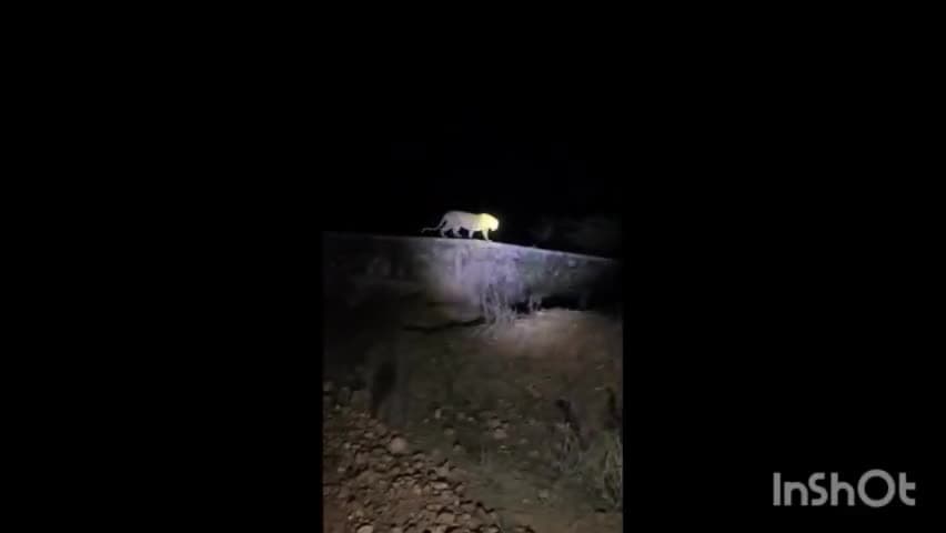 सिरोही शिवगंज में पैंथर के मूवमेंट का मामला वन विभाग की टीम पैंथर का नहीं कर पाई रेस्क्यू अभी तक