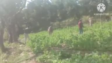 बुंडू: बुंडू अनुमंडल क्षेत्र में 31.5 एकड़ में लगी अफीम की अवैध फसल को किया गया नष्ट