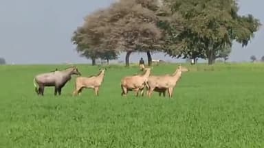 बटियागढ़: बटियागढ़ क्षेत्र में फसल को नुकसान पहुंचा रही नीलगाय, वीडियो आया सामने