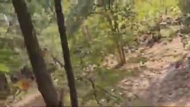 छत्तीसगढ़।कांकेर जंगल में आक्रामक भालू ने पिता-पुत्र पर हमला कर मार दिया व वन विभाग की टीम पर भी हमला किया अन्य 2 घायल..