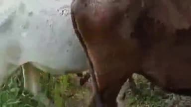 देवरी: ग्राम बीना में गौशाला के चौकीदार ने मवेशियों को गरीब किसान के खेत में छोड़ा, गेहूं की फसल नष्ट, चौकीदार पर मामला दर्ज