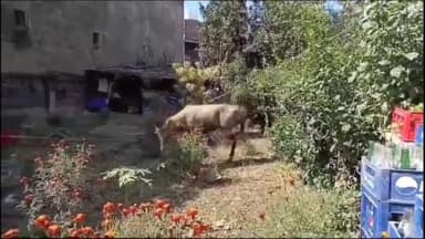 लोहरदगा: लोहरदगा में जंगल से भटक कर शहरी क्षेत्र में घुसे एक नीलगाय को वन विभाग ने किया रेस्क्यू।