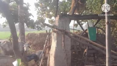 प्रतापगढ़: गौरा पूरेबदल गांव में आग लगने से पशुशाला का छप्पर राख, तीन गाय झुलसी