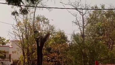 शाजापुर: शाजापुर पुलिस लाइन में हरे-भरे पेड़ों की बिना अनुमति कटाई, कुल्हाड़ी चली