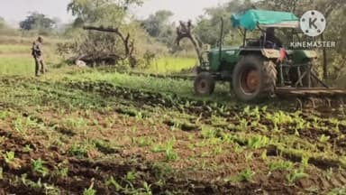 राहे: राहे थाना क्षेत्र में तीन एकड़ में लगी अवैध अफीम की फसल नष्ट