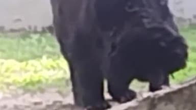 कानपुर: कानपुर चिड़ियाघर में पर्वतीय हिमालयी मादा भालू प्रिया की हुई मौत