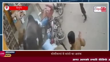 कोसीकलां में सांडों का आतंक: दुकान में घुसकर दुकानदार को फेंका, घटना सीसीटीवी में कैद
#कोसीकलां #सांडों #आतंक #दुकान