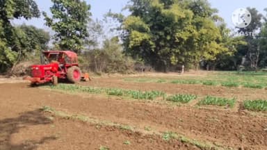 तमाड़ 1: तमाड़ थाना क्षेत्र में 33 एकड़ में लगी अफीम की फसल नष्ट की गई