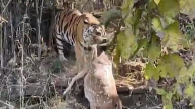 सिमरिया: पन्ना टाइगर रिजर्व में बाघिन P-141 ने हिरण का किया शिकार, वीडियो हुआ वायरल