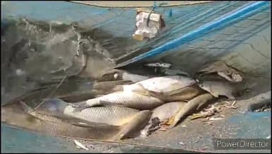 सिंघिया: जिला प्रभारी मंत्री ने पुरा गांव के कमल मत्स्य हेचरी संयोजक को सम्मानित किया