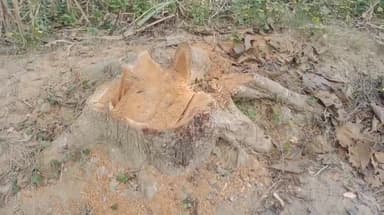 हाटा: रामकोला थाना क्षेत्र में अवैध रूप से किया गया लकड़ियों का कटान, डीएफओ ने कहा- मामले की जांच कर की जाएगी कार्रवाई