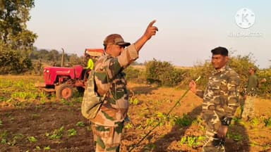 तमाड़ 1: तमाड़ थाना क्षेत्र में 31 एकड़ में अफीम की फसल नष्ट की गई