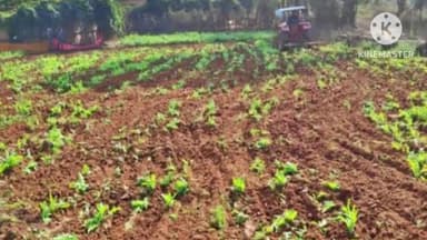 बुंडू: बुंडू और दशम फॉल थाना क्षेत्र में अफीम की फसल नष्ट की गई