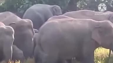 इटकी: तिलकसुती गांव में जंगली हाथियों का उत्पात, किसानों की फसल बर्बाद