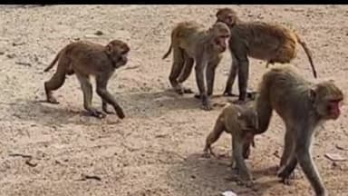 झांसी: आवास विकास और संगम विहार में बंदरों का आतंक, लोग पटाखे चलाकर भगा रहे हैं