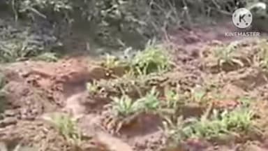 बुंडू: बुंडू थाना क्षेत्र में पुलिस ने 22 एकड़ में लगी अफीम की फसल को नष्ट किया