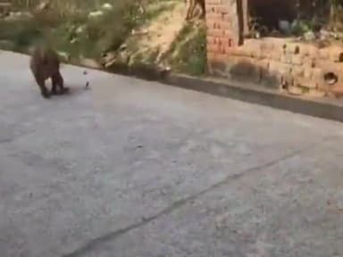 धनौरा: मंडी धनौरा के मोहल्ला चामुंडा में बंदरों का आतंक, तीन लोगों पर किया हमला, वीडियो हुआ वायरल