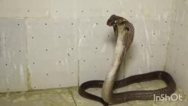 कुरवाई: सिरोंज रोड पर स्थित एक मकान से सर्प मित्र ने जहरीले सर्प को रेस्क्यू कर सुरक्षित जंगल में छोड़ा