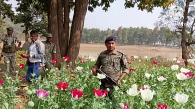 अनगड़ा: अंनगड़ा थाना क्षेत्र में पुलिस ने 5 एकड़ में लगी अफीम की फसल नष्ट की