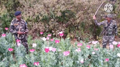 तमाड़ 1: तमाड़ थाना क्षेत्र में 32 एकड़ में लगी अफीम की फसल नष्ट हुई