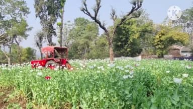 सोनाहातु: सोनाहातु थाना क्षेत्र में 15 एकड़ में लगी अफीम की फसल नष्ट की गई