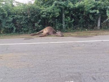 రాపురు: ఏపూరి గ్రామ జాతీయ రహదారి గుర్తు తెలియని వాహనం ఢీకొని గేదే మృతి