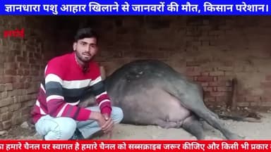ज्ञानधारा पशु आहार से जानवरों की मौत, किसान परेशान | पूरी जानकारी देखें